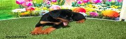 Rottweiler dogs for sale: April - Ad 4