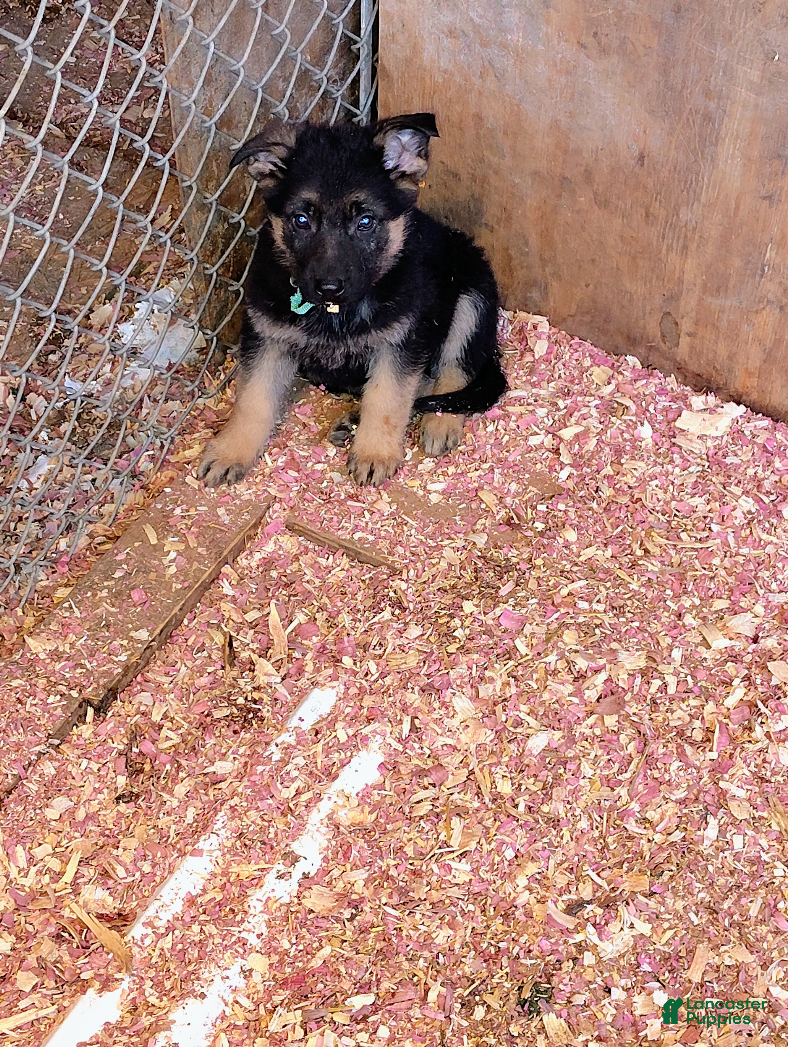 German Shepherd dogs Mabel  - Ad 16