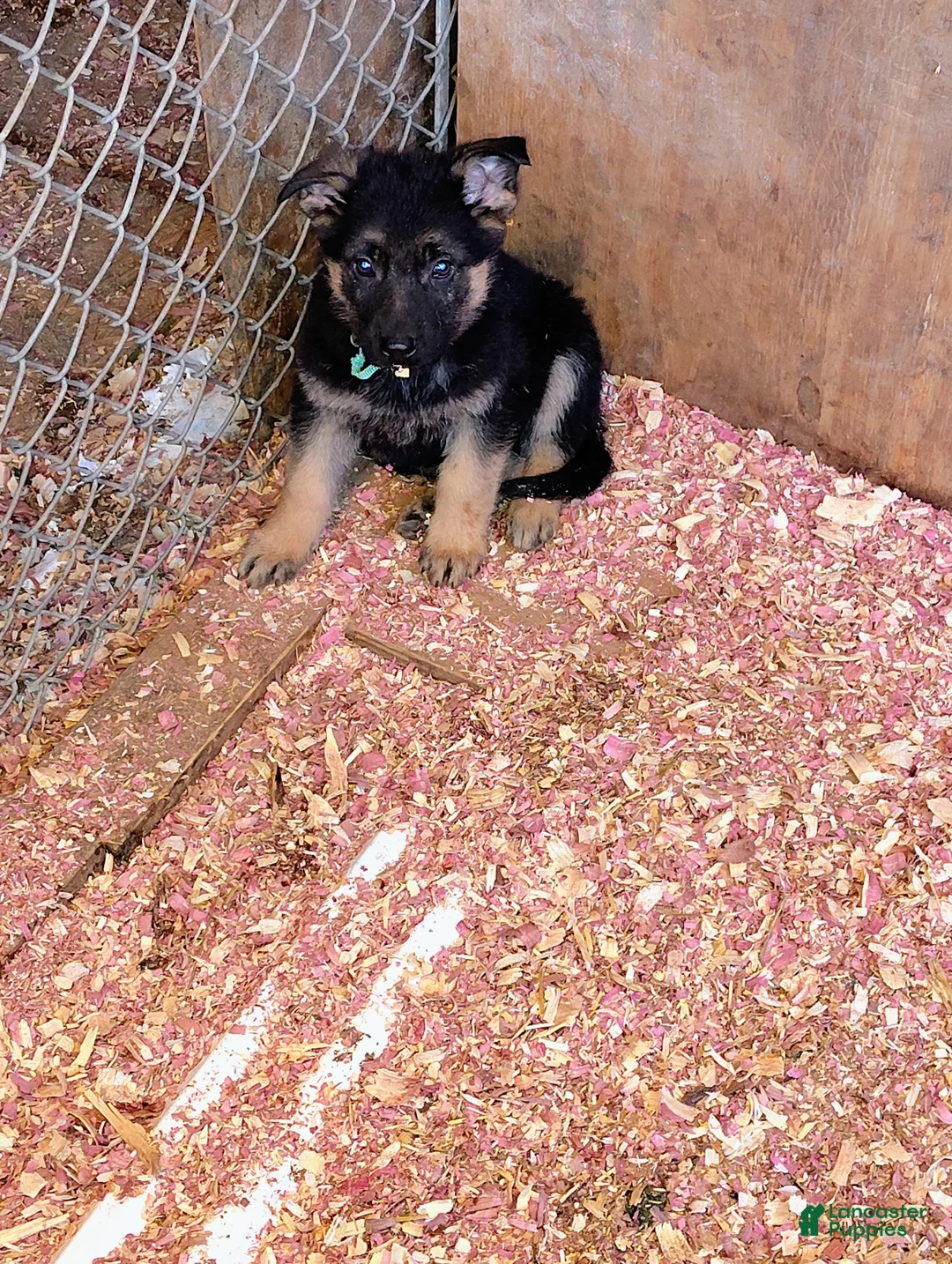 German Shepherd dogs for sale: Mabel  - Ad 1