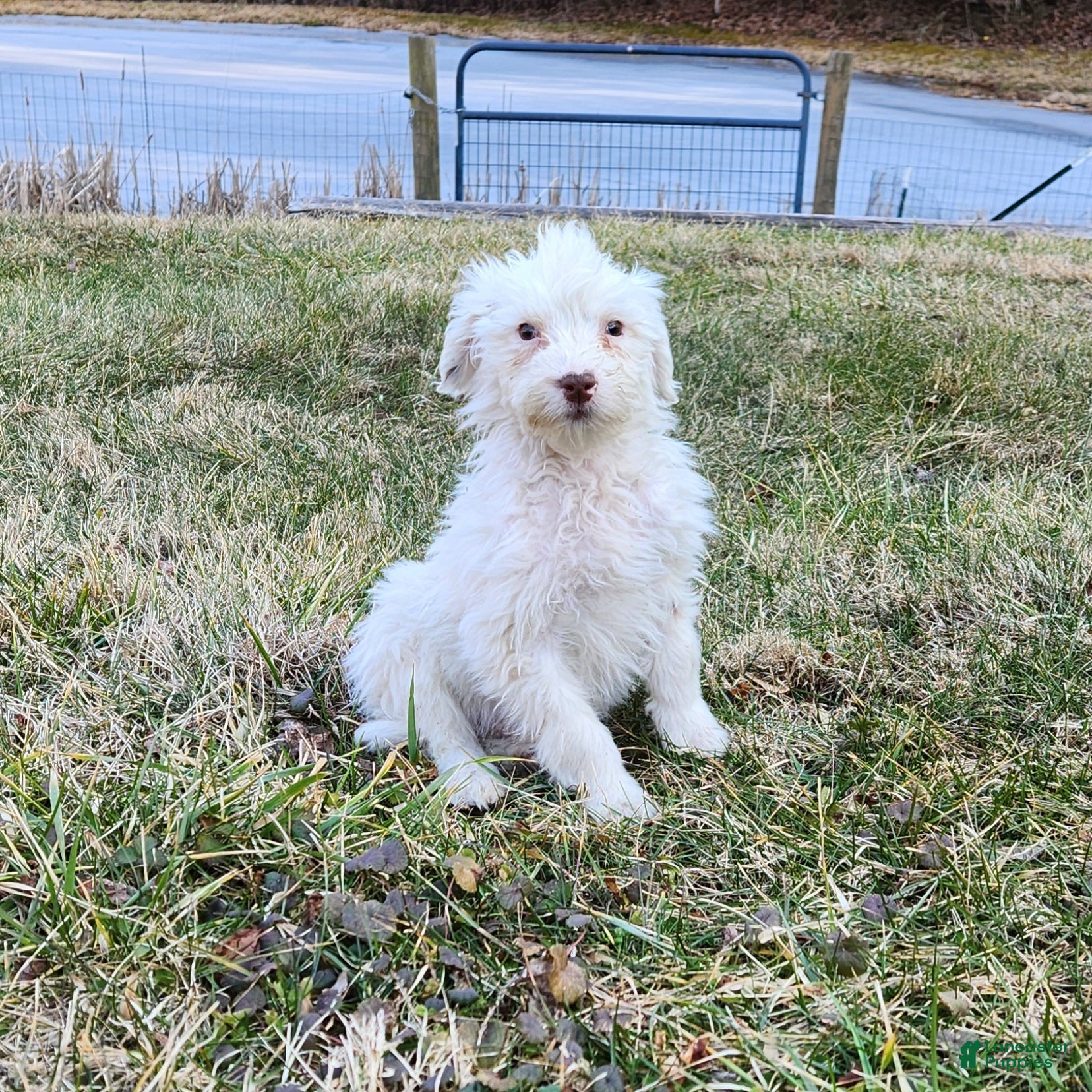 Portuguese Water Dog dogs Lil Snowball - Ad 1