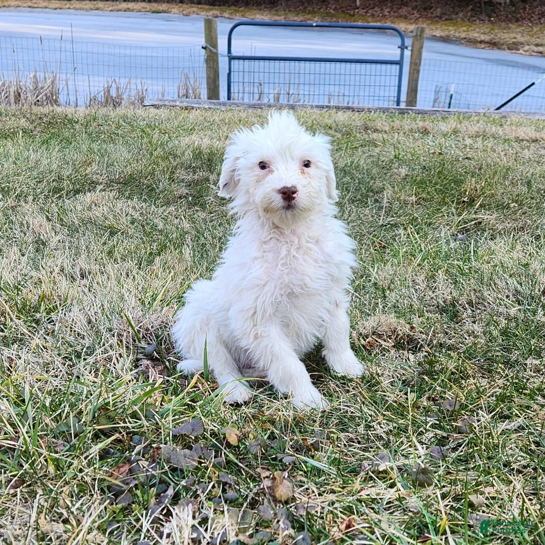 Portuguese Water Dog dogs for sale: Lil Snowball - Ad 1