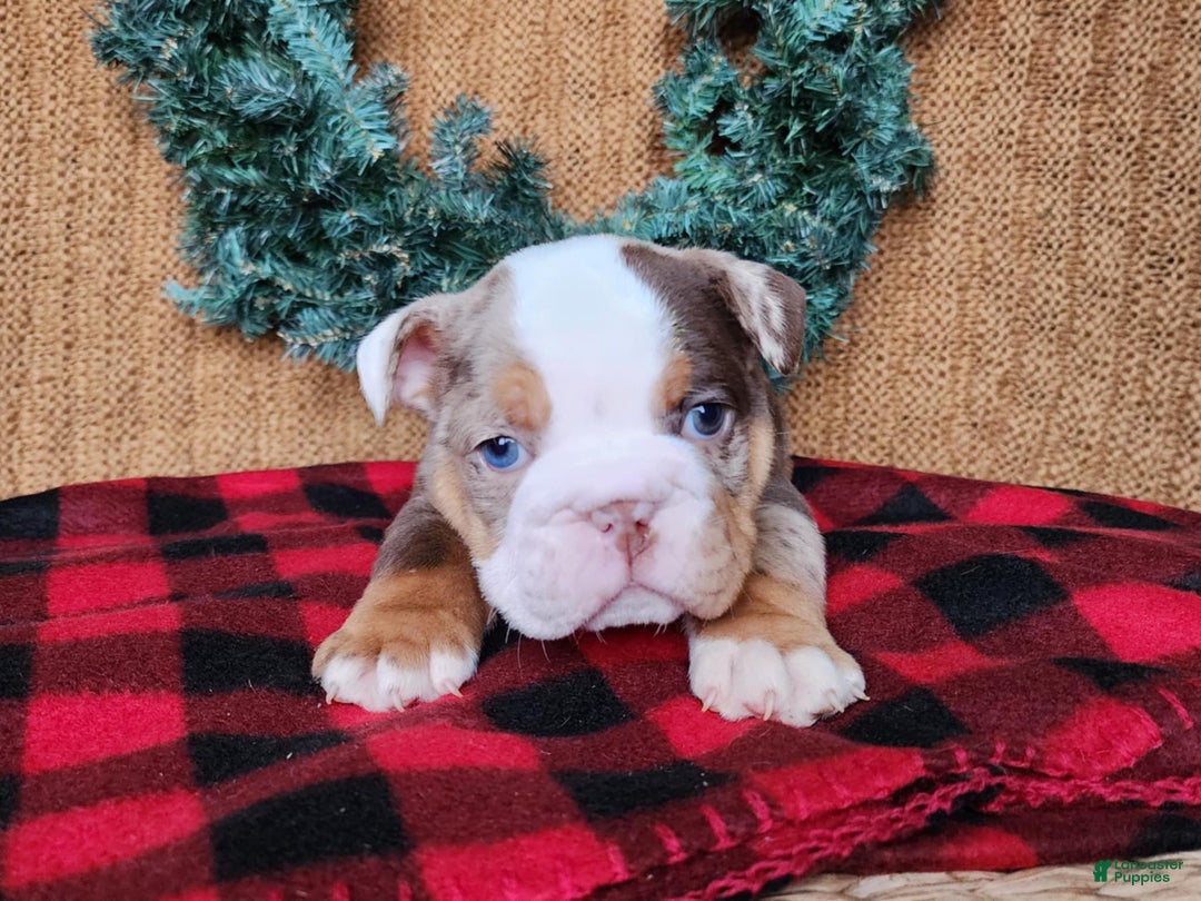 English Bulldog dogs for sale: Forrest - Ad 2