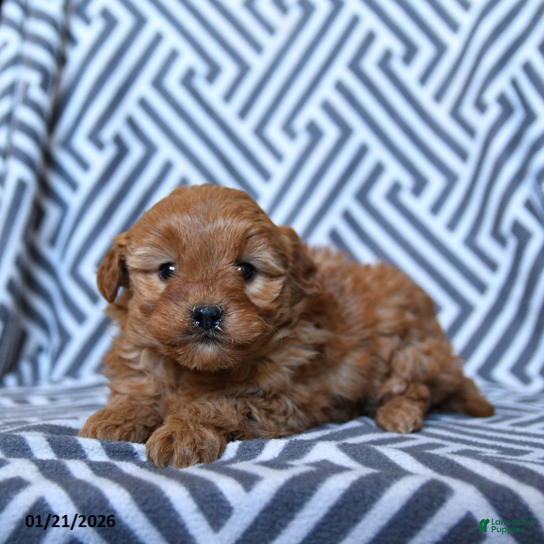 Mini Goldendoodle dogs for sale: Laffy Taffy - Ad 2