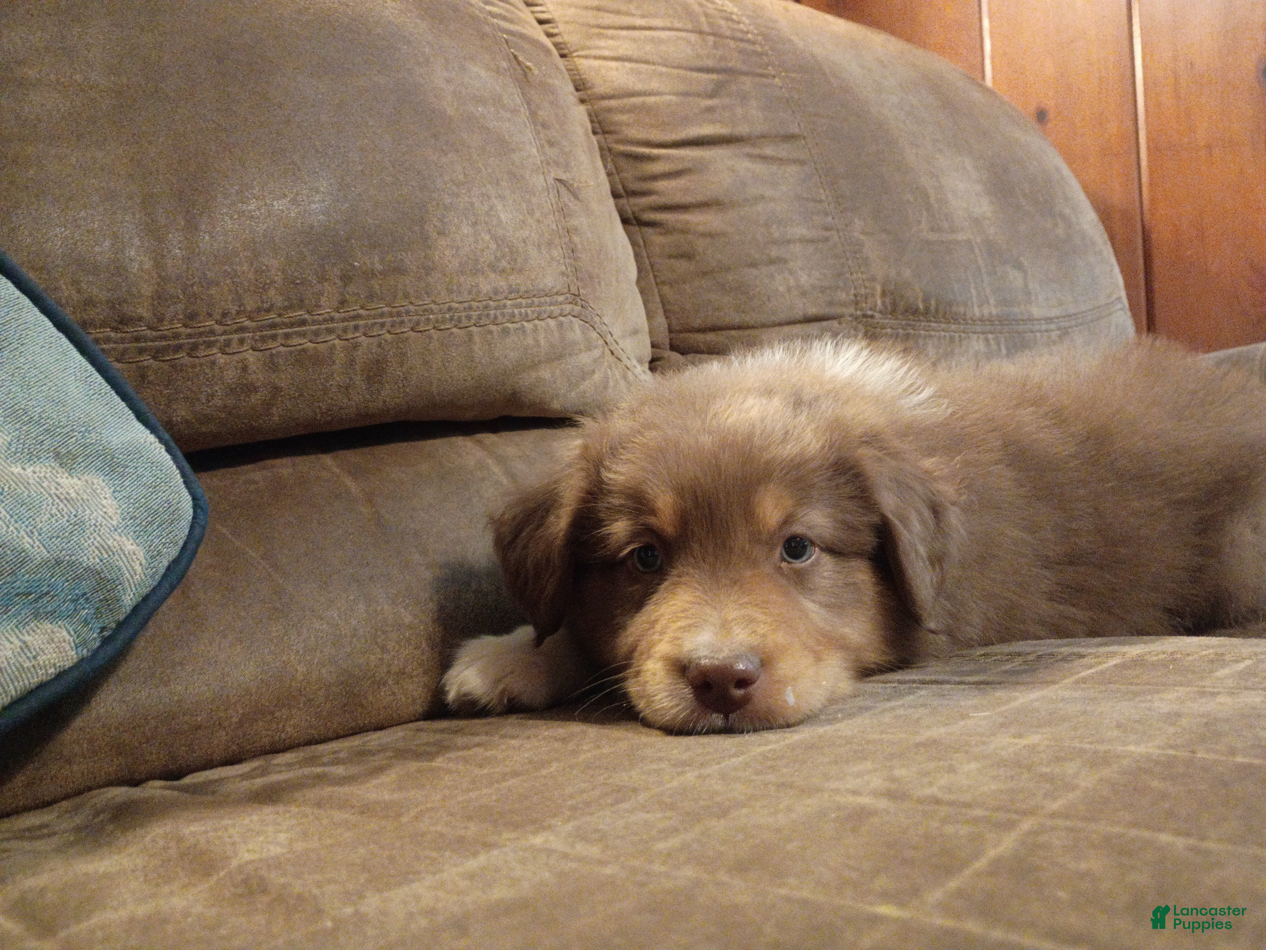 Australian Shepherd dogs for sale: Bruno - Ad 35
