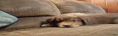 Bruno