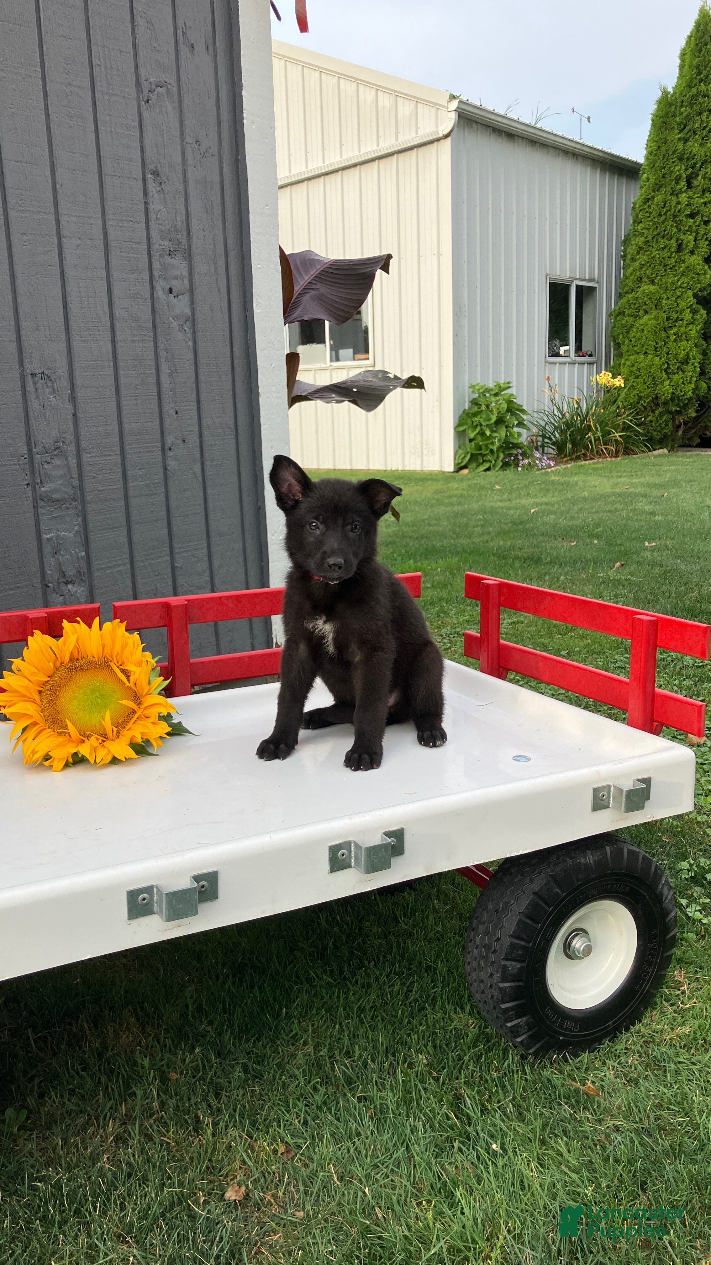 German Shepherd dogs Skittles - Ad 1