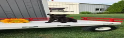German Shepherd dogs for sale: Skittles - Ad 1
