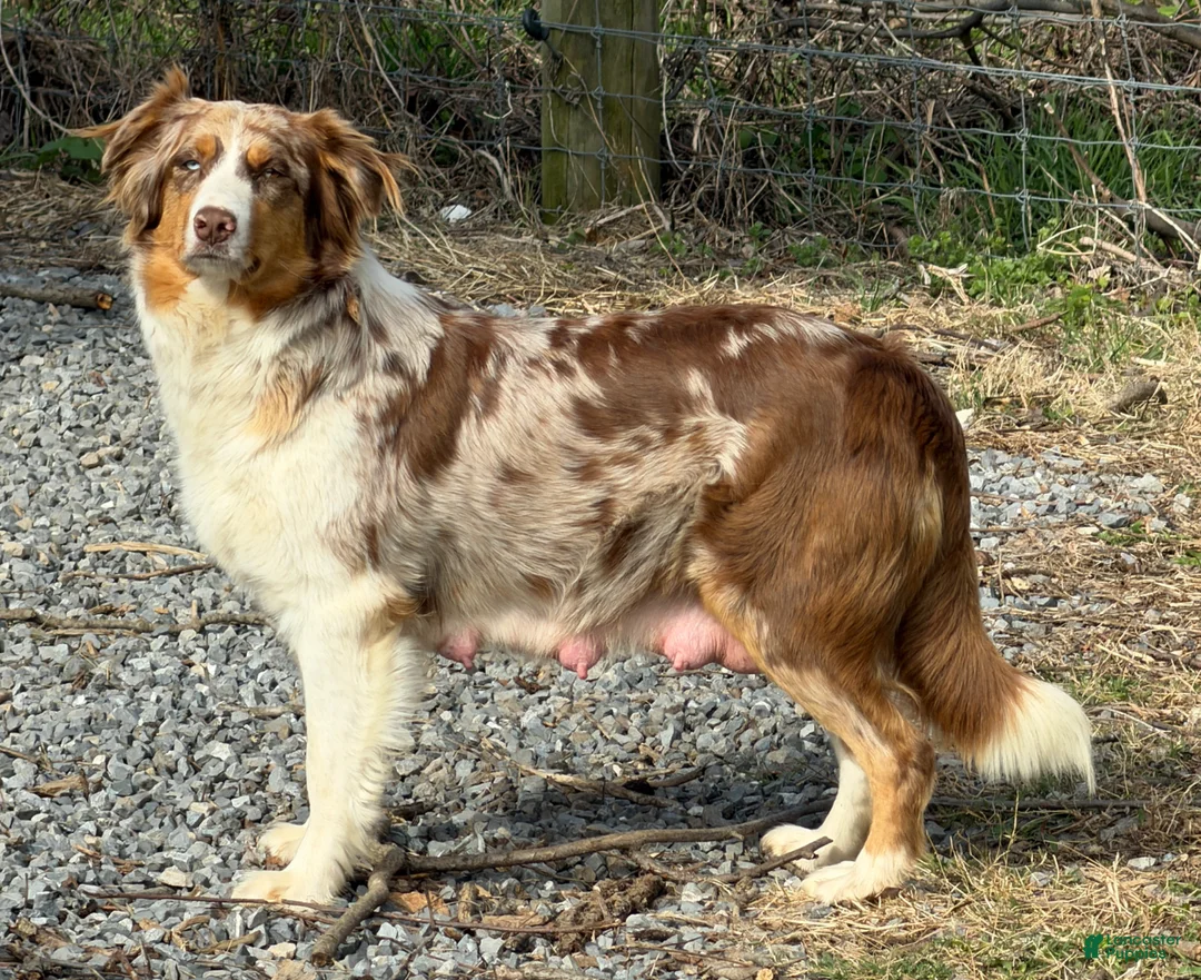 Aussiedoodle dogs for sale: Daisy - Ad 2