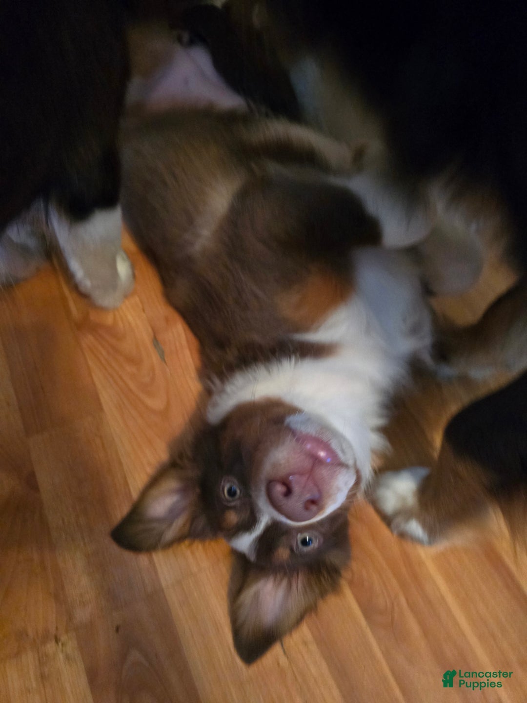 Australian Shepherd dogs for sale: Australian Shepherd Puppy 2 - Ad 2