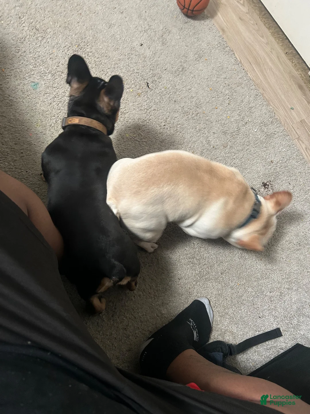 French Bulldog dogs for sale: French Bulldog 1 - Ad 5