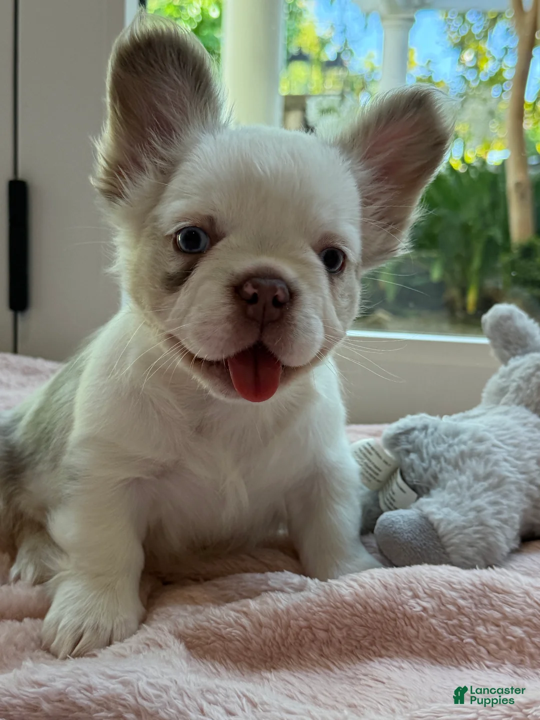 French Bulldog dogs for sale: French Bulldog Puppy 3 - Ad 1