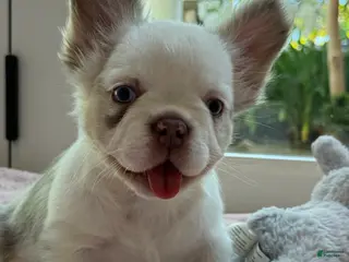French Bulldog dogs for sale: French Bulldog Puppy 3 - Ad 2