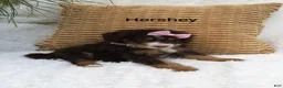 Mini Bernedoodle dogs for sale: Hershey  - Ad 4