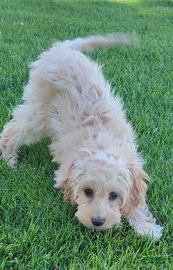 Mini Goldendoodle dogs Rosie Female - Ad 2