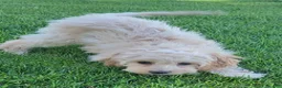 Mini Goldendoodle dogs for sale: Rosie Female - Ad 2