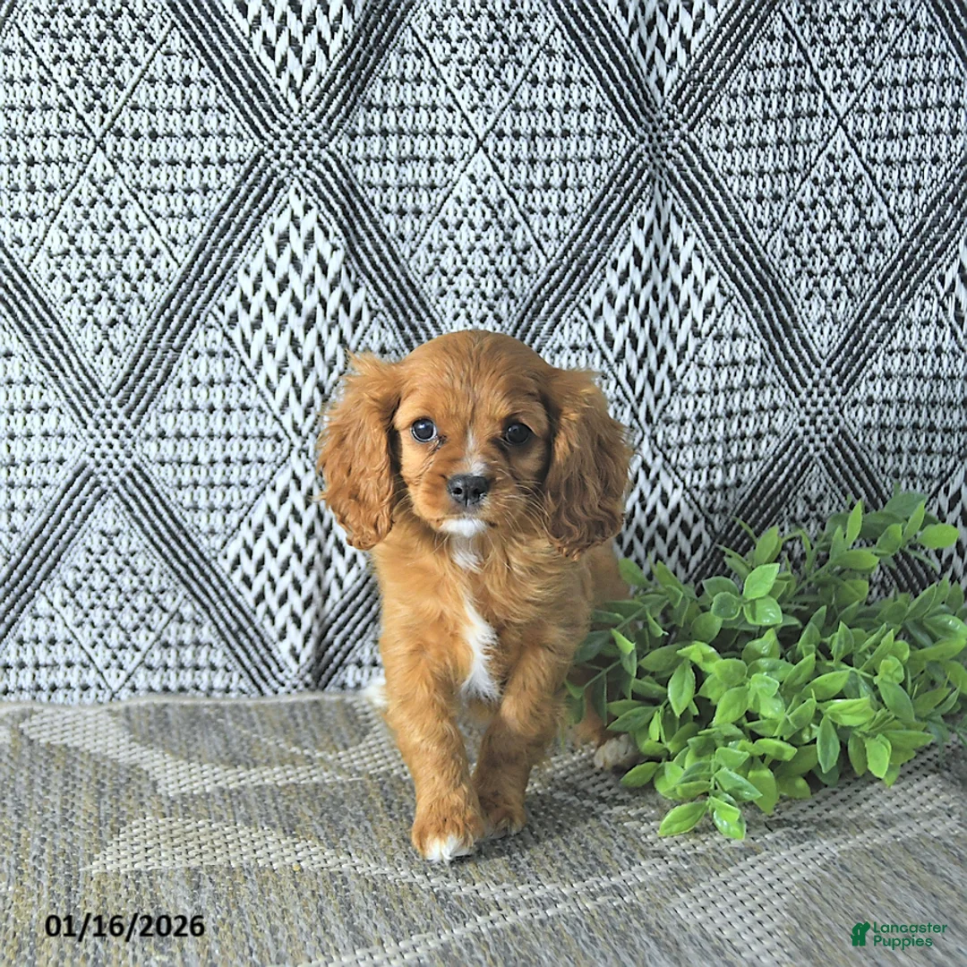 Cavalier King Charles Spaniel dogs for sale: Arya - Ad 3