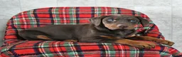 Doberman Pinscher dogs for sale: Fancy - Ad 9