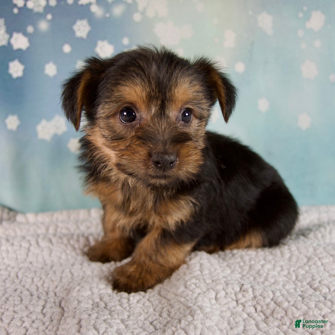 Morkie dogs for sale: Bella - Ad 2