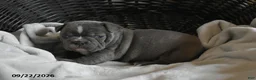 Frenchton dogs for sale: Tank - Ad 3