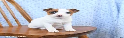 Jack Russell Terrier dogs for sale: Smores - Ad 3
