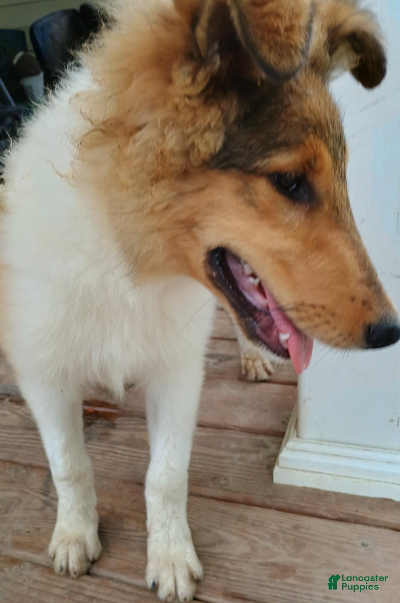 Collie dogs for sale: Teddy - Ad 1