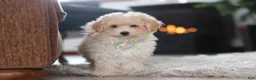 Maltipoo dogs for sale: Bodie - Ad 10