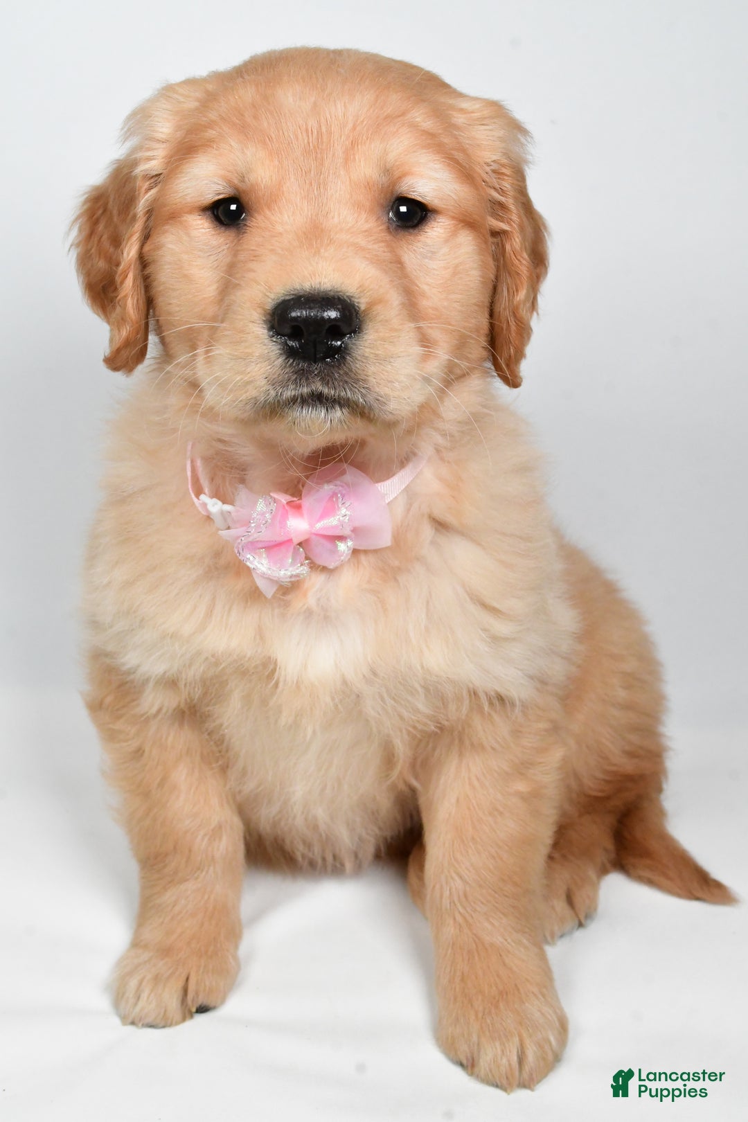 Golden Retriever dogs for sale: Lainey - Ad 3