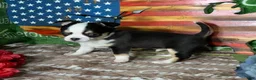 Chihuahua dogs for sale: Jethro Black Tricolor Short Coat - Ad 9
