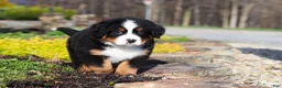 Bernese Mountain Dog dogs for sale: Charlie - Ad 3