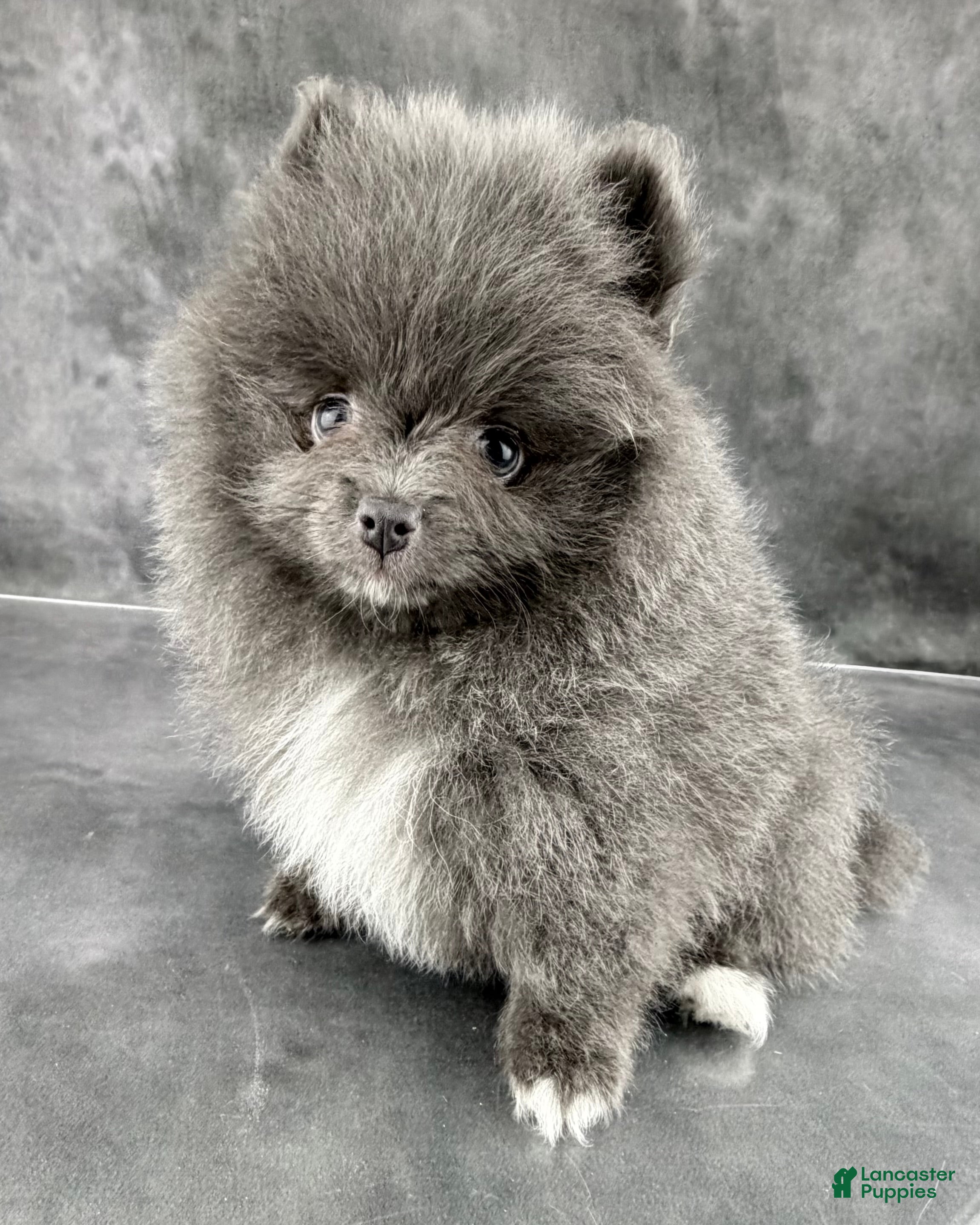 Pomeranian dogs Sky  - Ad 2