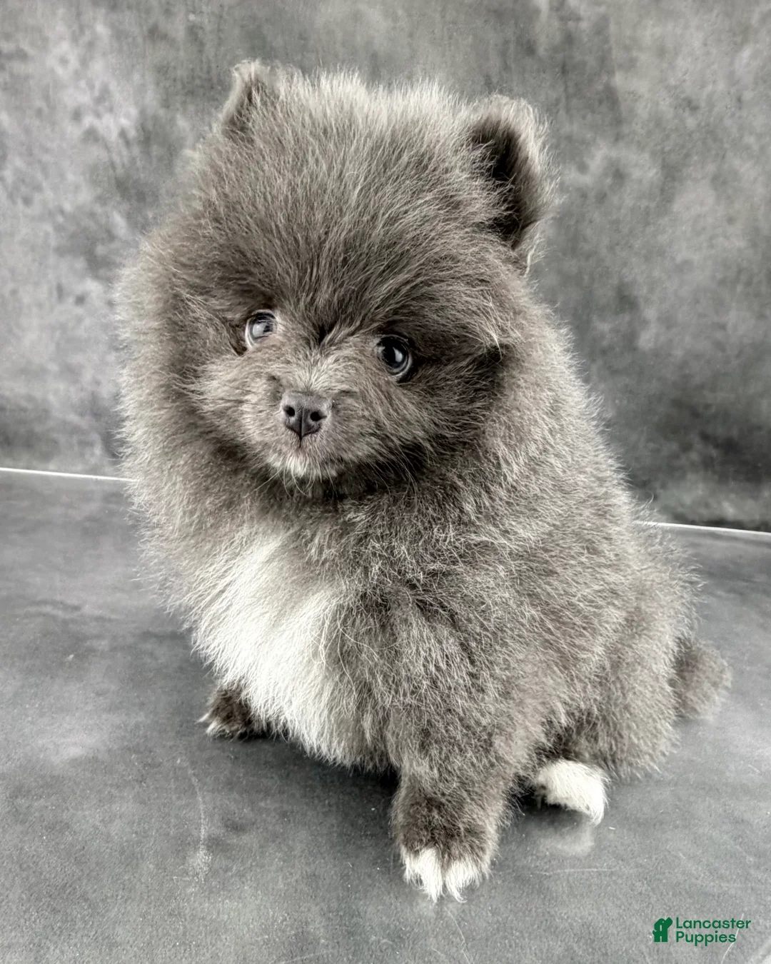 Pomeranian dogs for sale: Sky  - Ad 2