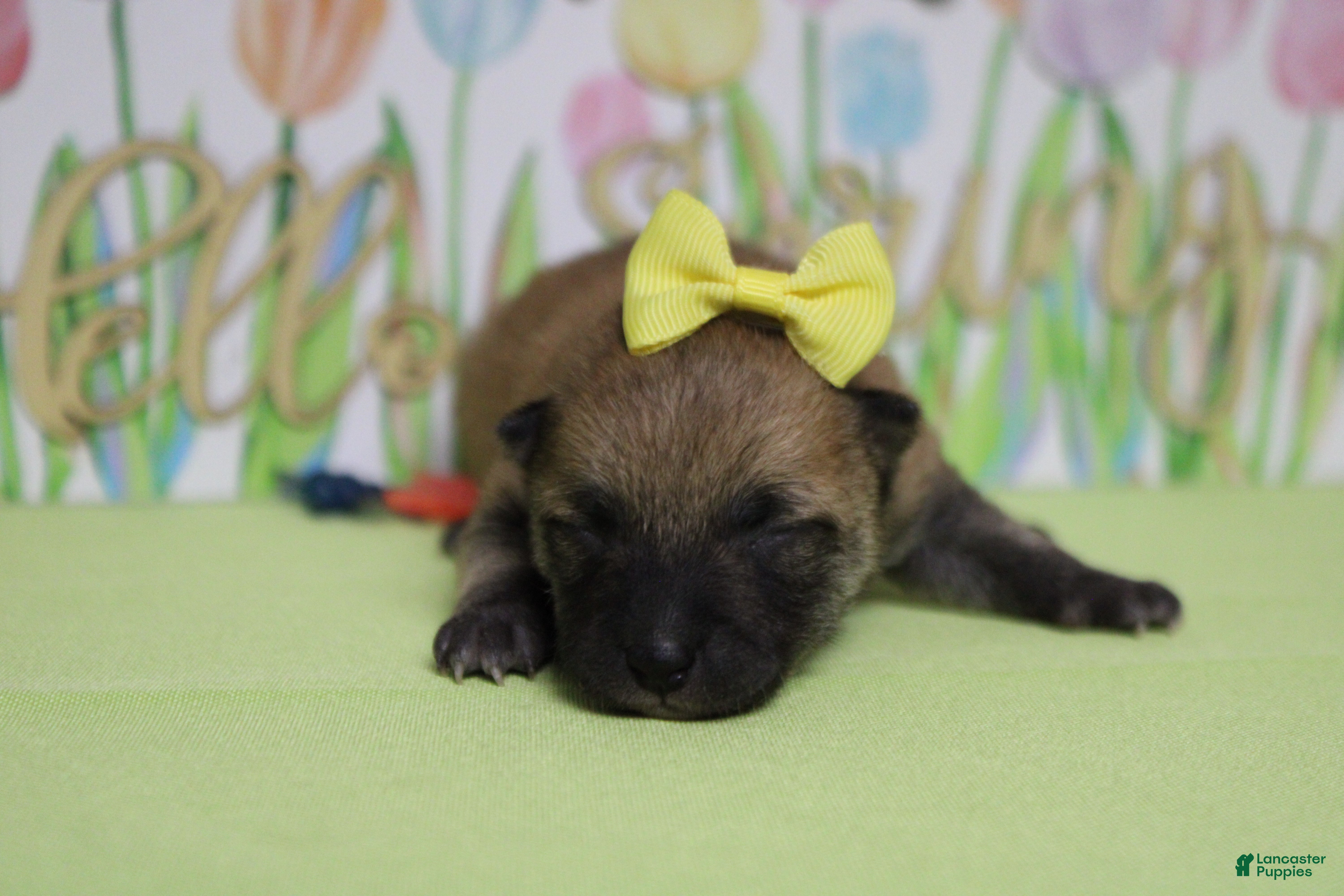 Shiba Inu dogs Janis - Ad 2