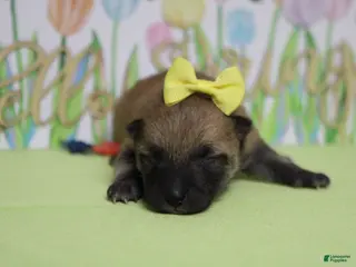 Shiba Inu dogs Janis - Ad 2