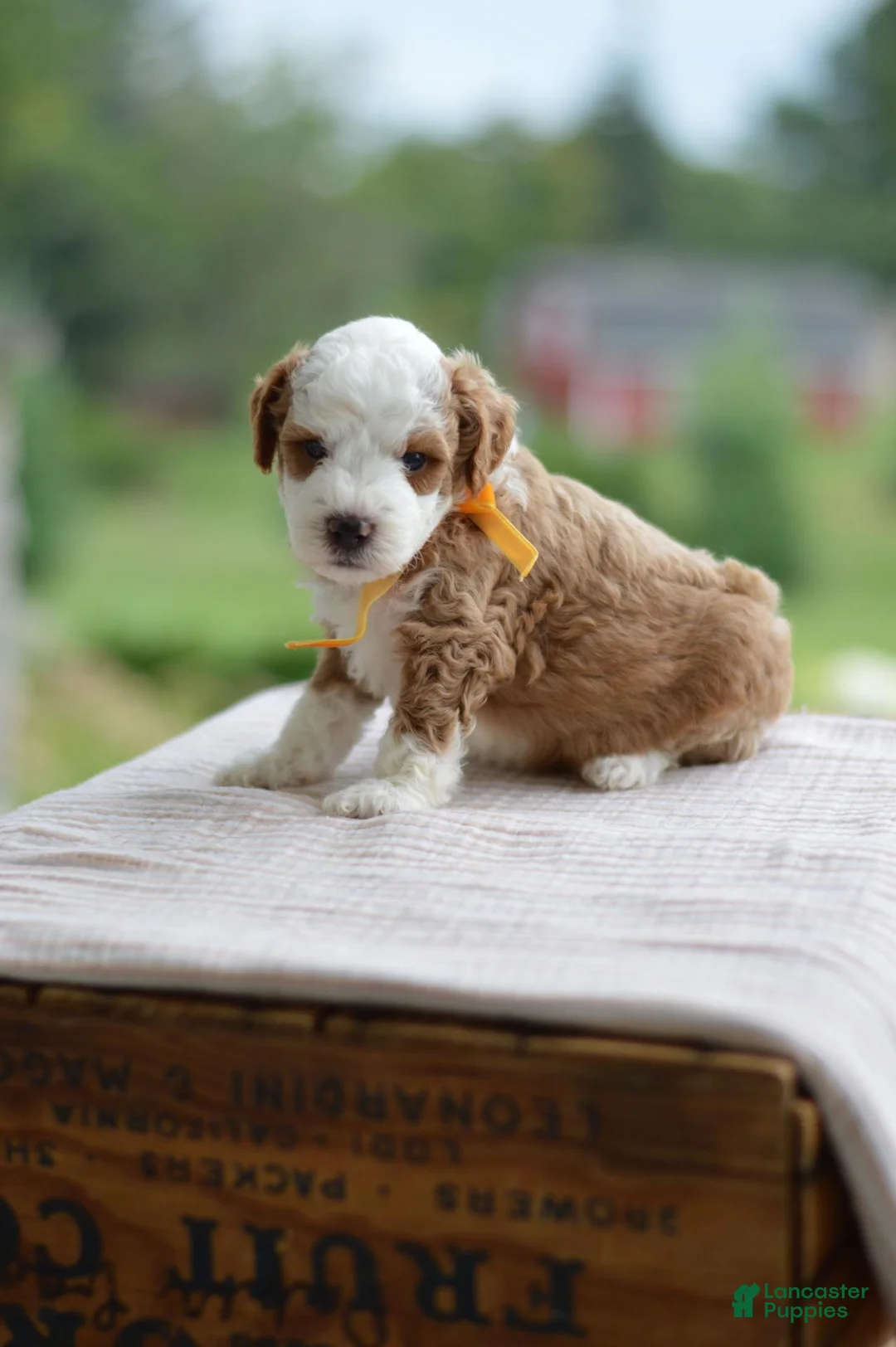 Mini Goldendoodle dogs for sale: August - Ad 1