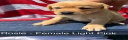 Labrador Retriever dogs for sale: Labrador Retriever Female 3 - Ad 1