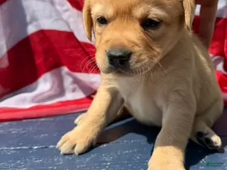 Labrador Retriever dogs Labrador Retriever Female 3 - Ad 13