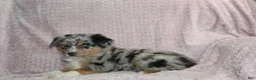 Australian Shepherd dogs for sale: Porter  - Ad 4