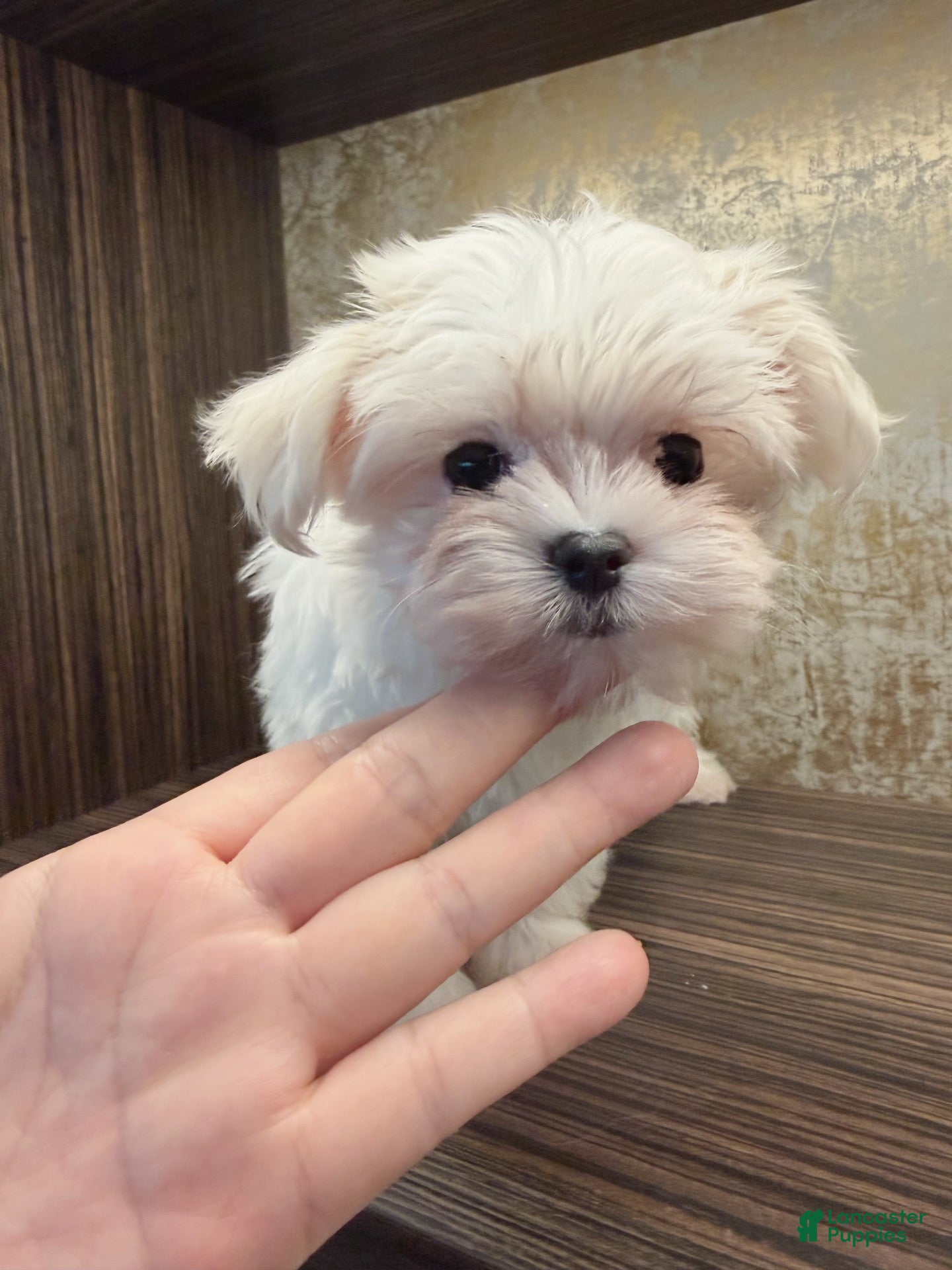 Maltese dogs Annie - Ad 1
