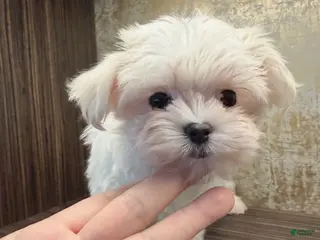 Maltese dogs Annie - Ad 1