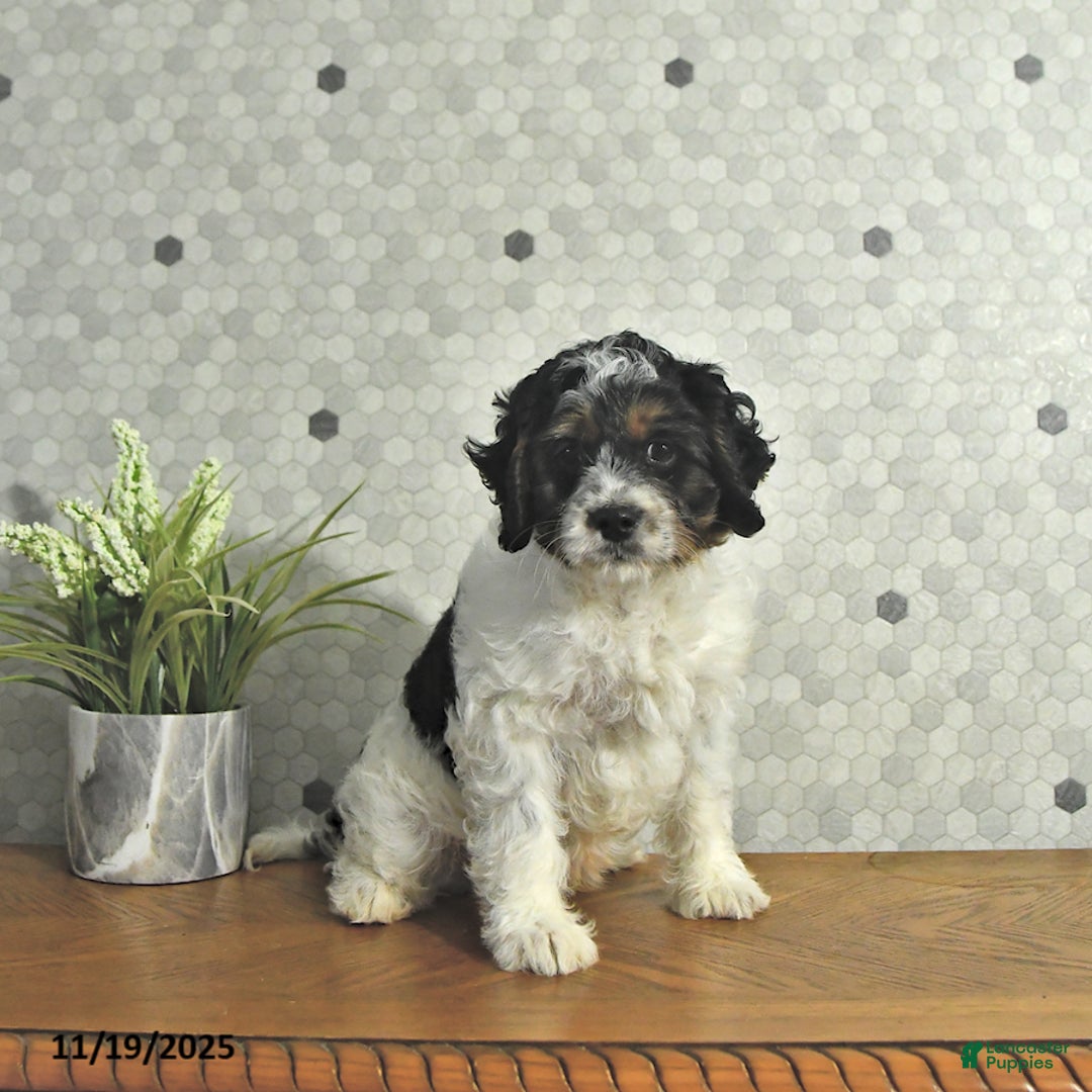 Cavapoo dogs for sale: Spot - Ad 3