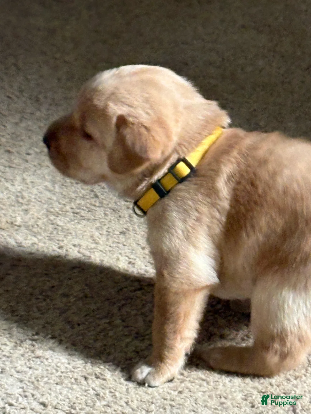 Labrador Retriever dogs for sale: Sammy - Ad 2