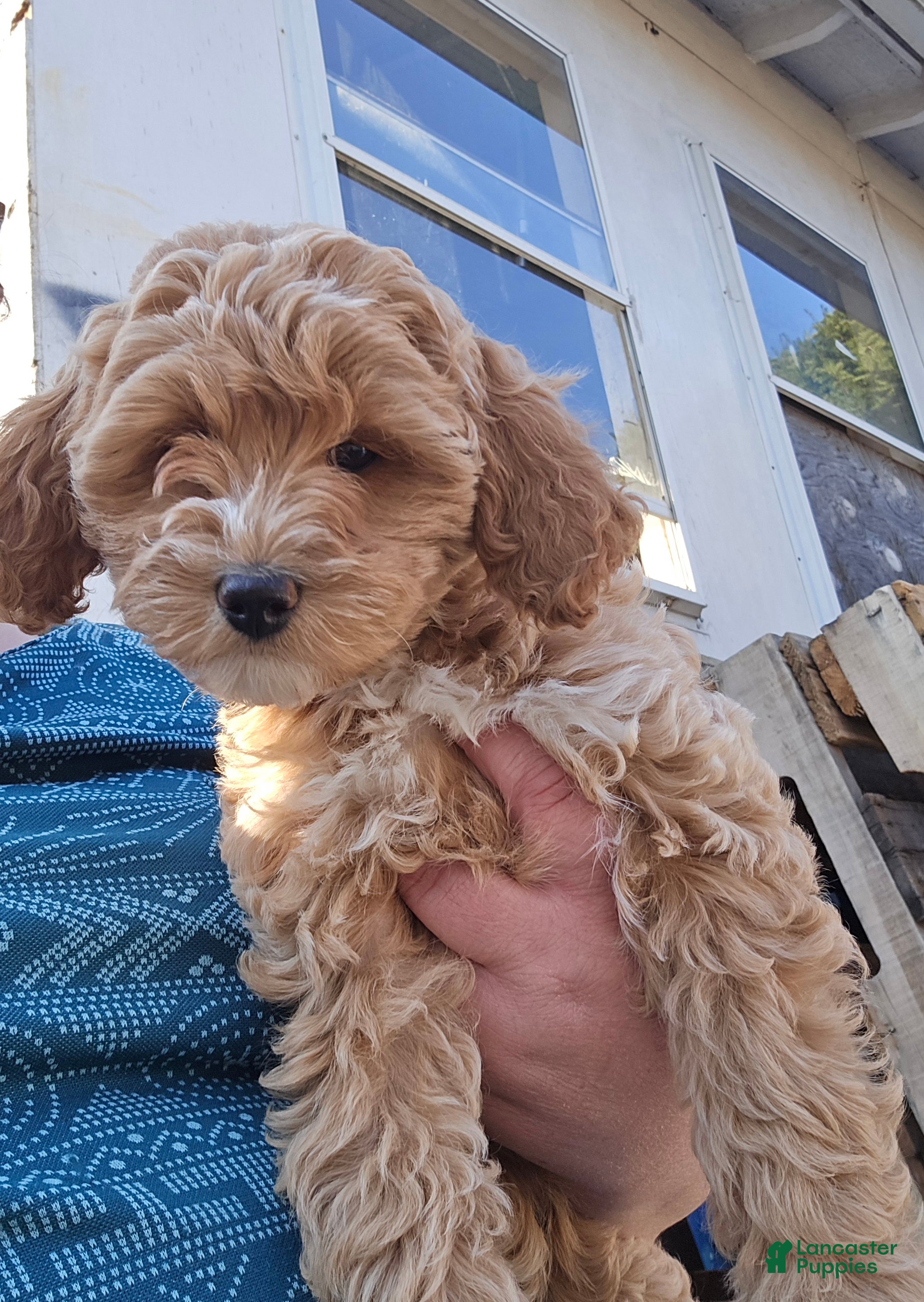 Miniature Poodle dogs Bella  - Ad 1