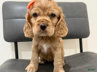 Cocker Spaniel dogs Honey - Ad 19