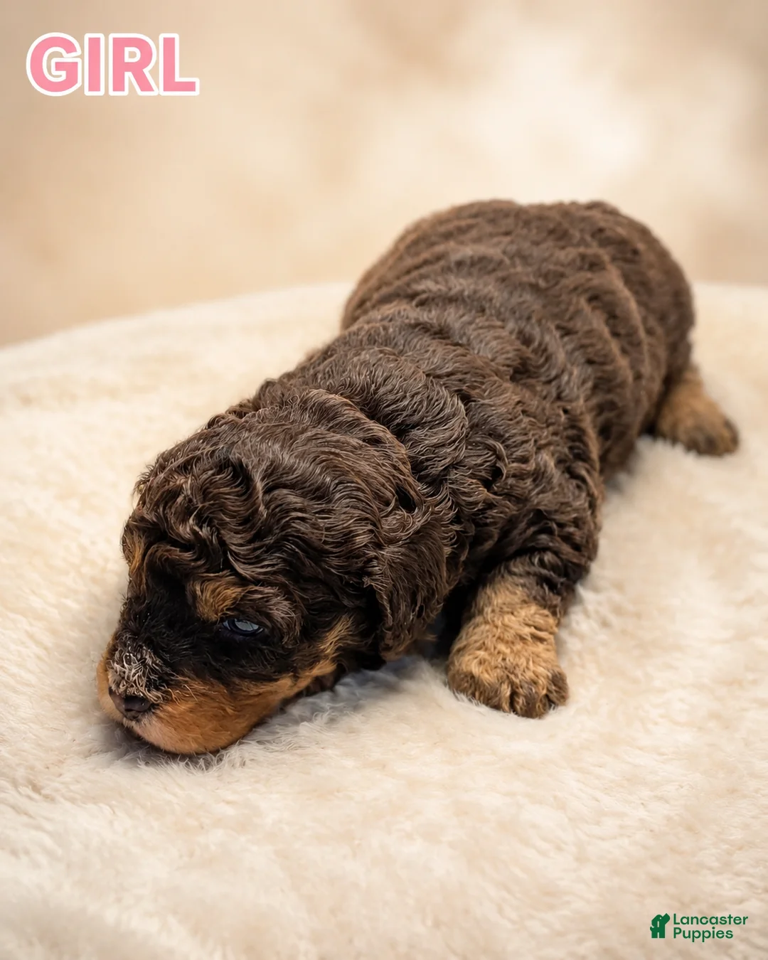 Mini Bernedoodle dogs for sale: Mini Bernedoodle 4 - Ad 1