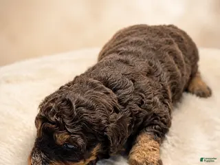 Mini Bernedoodle dogs Mini Bernedoodle 4 - Ad 14