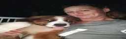 Mixed Breed dogs for sale: Marley - Ad 37