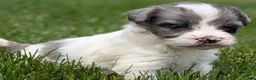 Havapoo dogs for sale: Harper - Ad 3