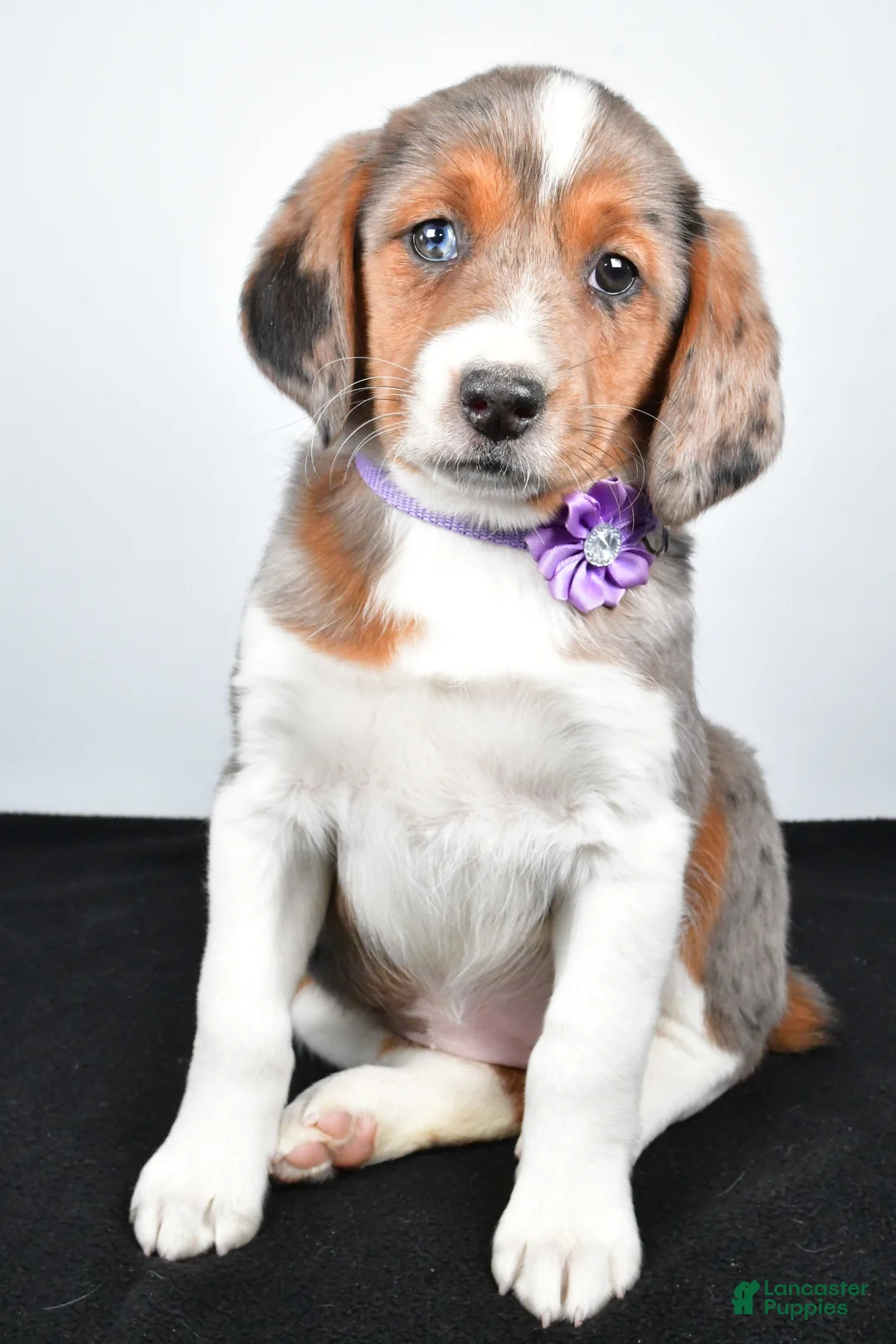 Mixed Breed dogs for sale: Twinkie - Ad 8