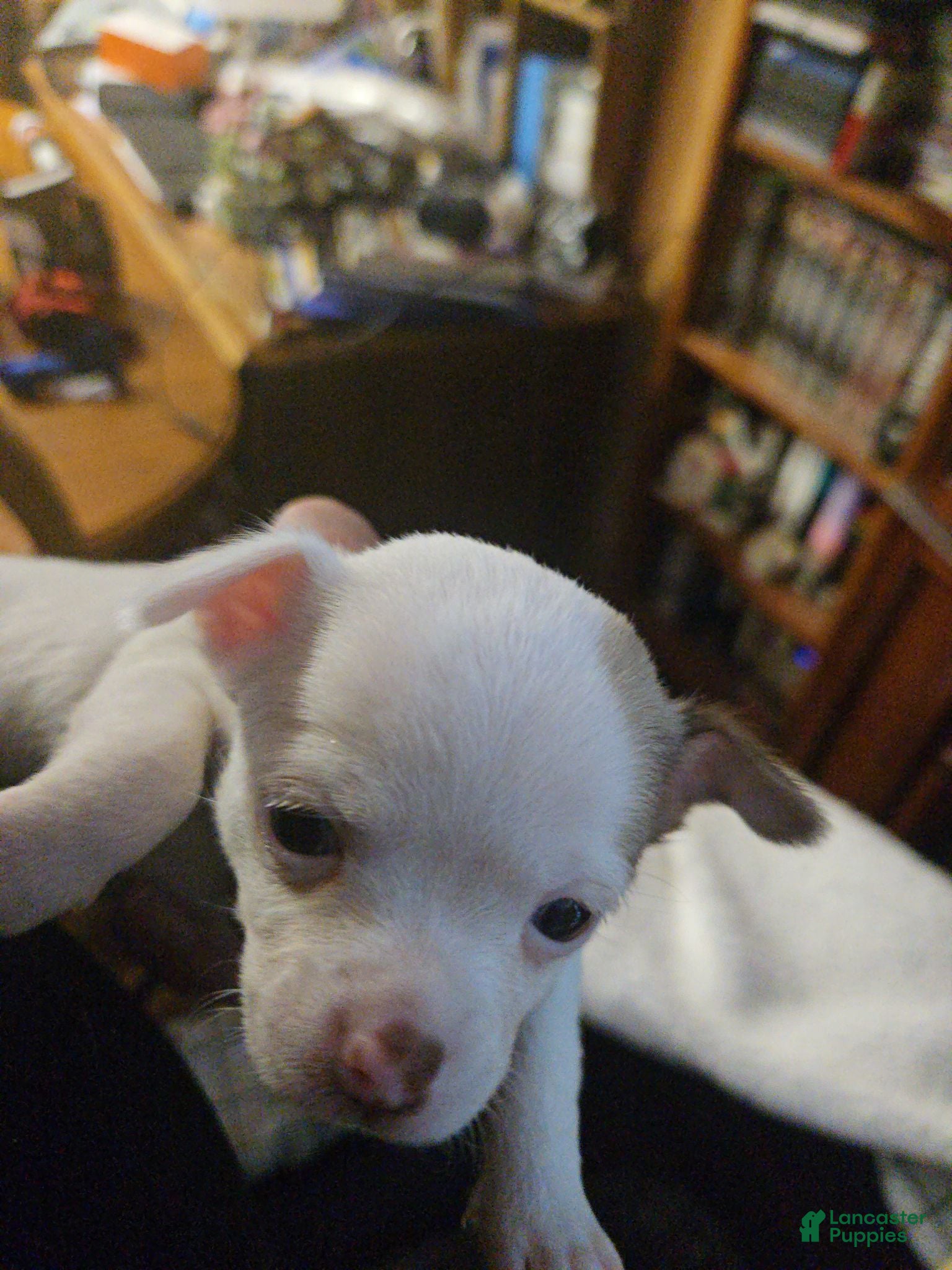 Chihuahua dogs Chihuahua 1 - Ad 15