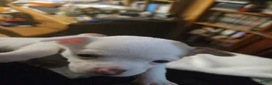 Chihuahua 1
